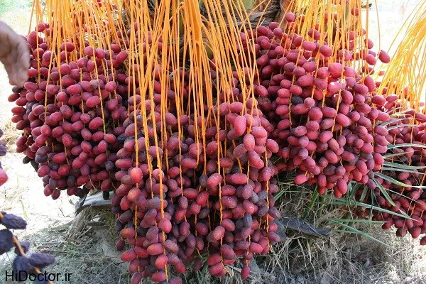 معرفی خرما صادراتی بوشهر  + بهترین قیمت خرید