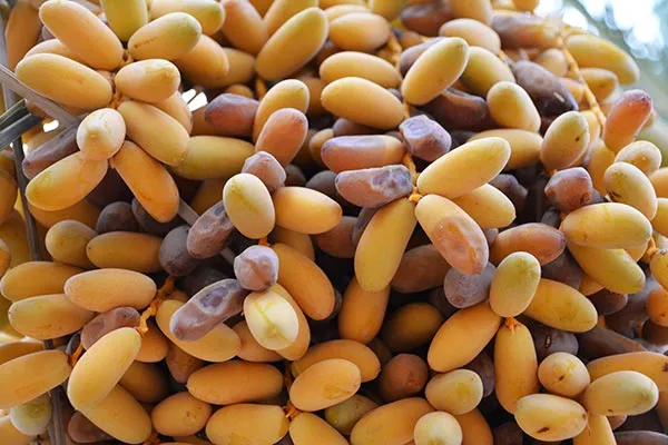 راهنمای خرید خرما زاهدی خشک  + قیمت عالی