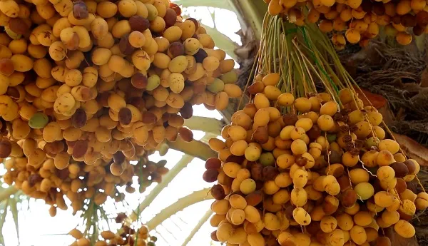 راهنمای خرید خرما زاهدی خشک  + قیمت عالی