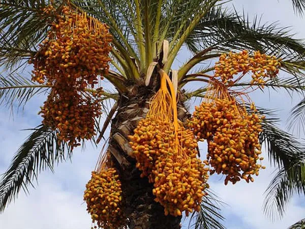 راهنمای خرید خرما پیارم دمباز  + قیمت عالی