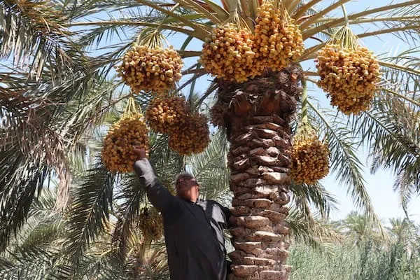 راهنمای خرید خرما مجول مراکشی  + قیمت عالی