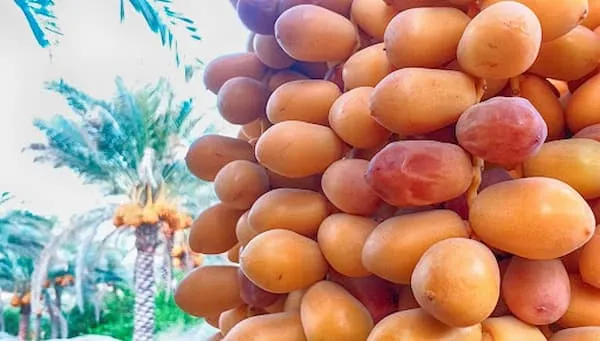 راهنمای خرید خرما صادراتی مضافتی  + قیمت عالی